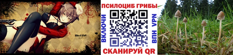 Псилоцибиновые грибы Psilocybe  blacksprut рабочий сайт  Городовиковск 